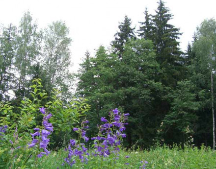 Лес в поселке Славич