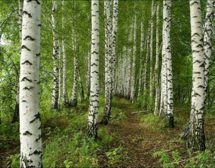 Окресности Ефимовский лес.jpg