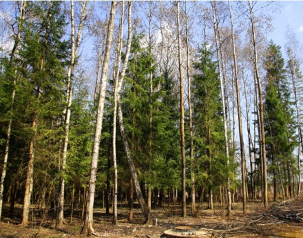 Коттеджный поселок "Истринский лес"