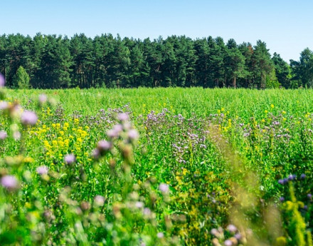 Коттеджный поселок Купавинский