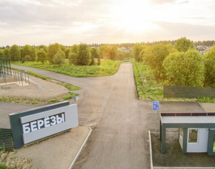 Виды Березы