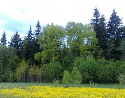 Территория Форест Вилладж