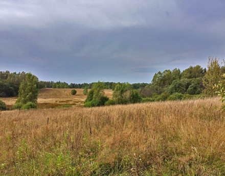 Виды ДарвиЛЛ Полиносово