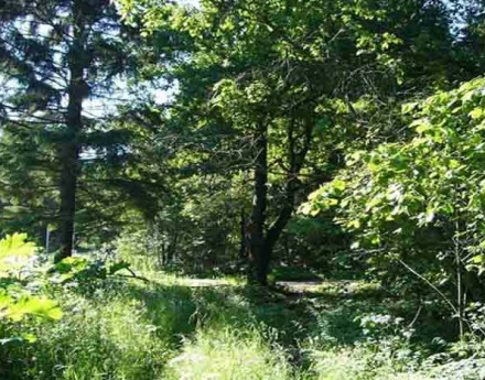 Территория Николины сады