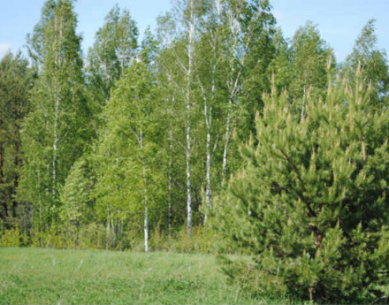 Участки Криушкино на Ярославском шоссе