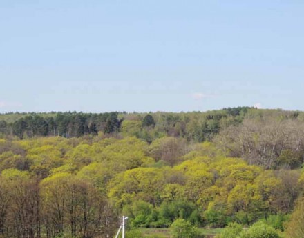 Бор удач на Симферопольском шоссе