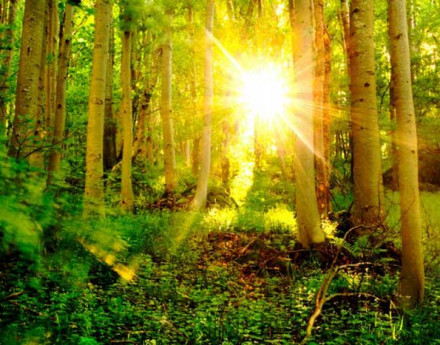 Участки Венский лес на Киевском  шоссе