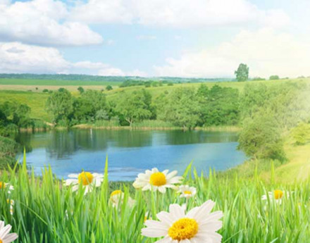 Дачный поселок Ромашково