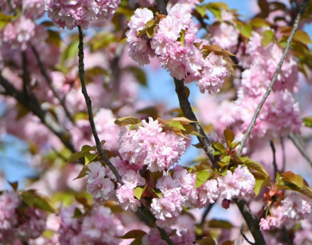 Коттеджный поселок Черешневый лес