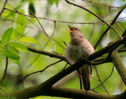 Коттеджи Соловьиный на Волоколамском шоссе