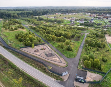 Виды Березы