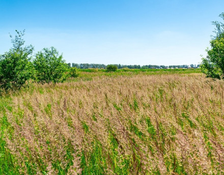 Виды Купавинский