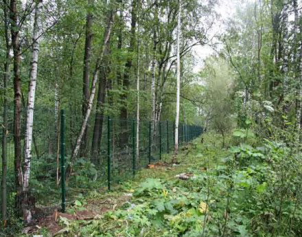 Лес рядом с поселком Кружева