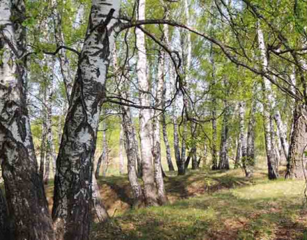 Купить участок Бор удач