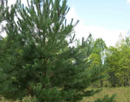 Купить участок Терентьево