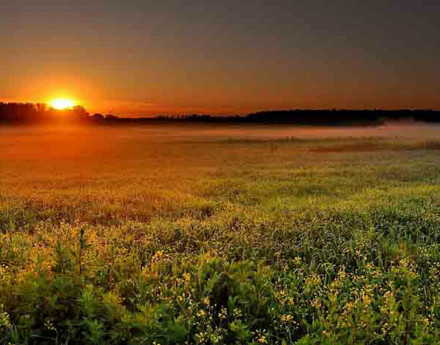 Дачный поселок Тюльпаново