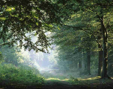 Купить участок Веретея