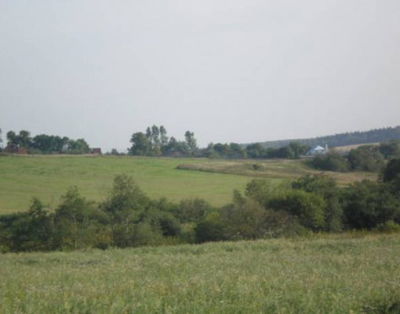 Природа в поселке Карцево-1