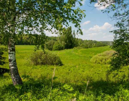 Окрестности Залесье