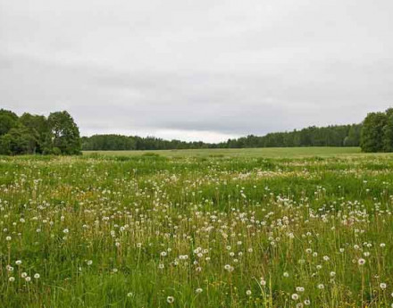 Дачный поселок Вёски