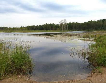 Виды ДарвиЛЛ Полиносово
