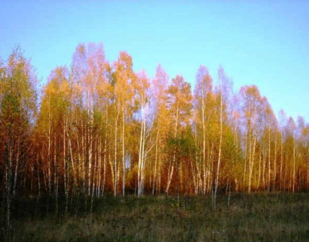 Лес в Савельево