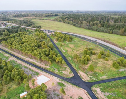 Виды Березы