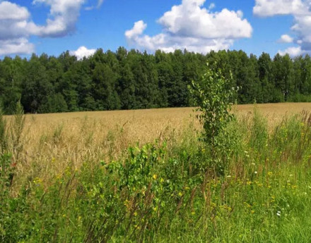 Коттеджный поселок Тефаново