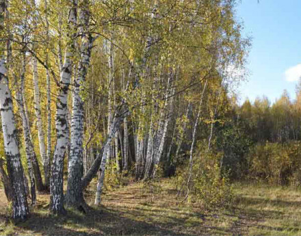 Окрестности поселка Незабудкино