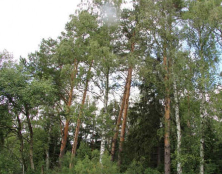 Купить участок Бегичево