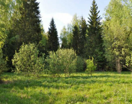 Купить участок Лесная подкова