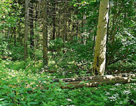 Коттеджный поселок Чеховские сосны