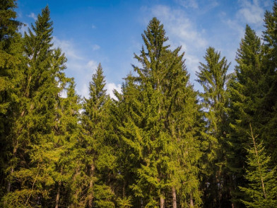 Коттеджный поселок Shelkovo Forest