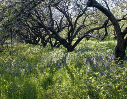 Коттеджный поселок Яблоневый сад 