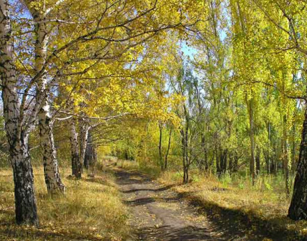 Дорога в поселке Шелестово