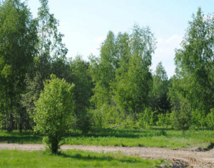 Дорога к поселке Криушкино