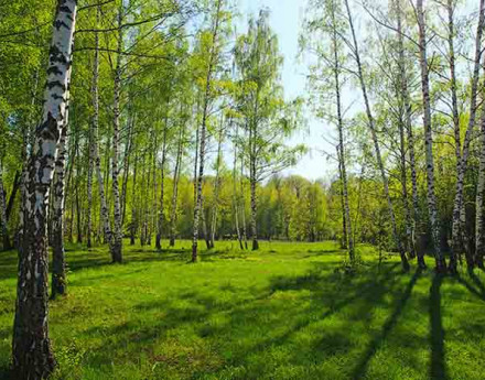 Окрестности Березовая роща