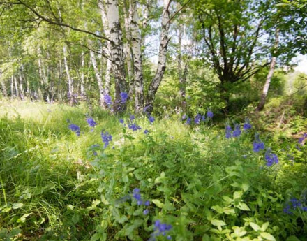 Виды поселка Костинский лес