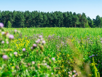 Коттеджный поселок Купавинский