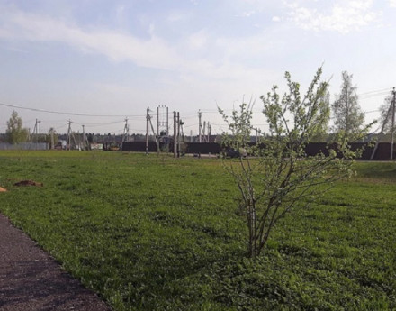 Виды Янтарный