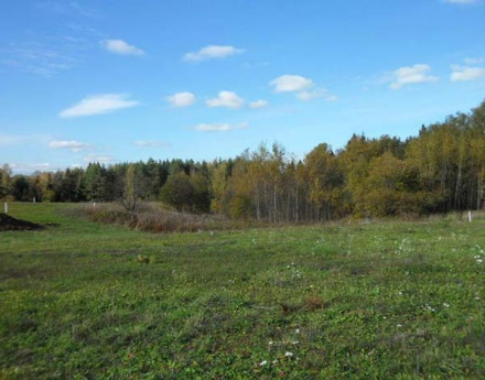 Природа в поселке Клевер