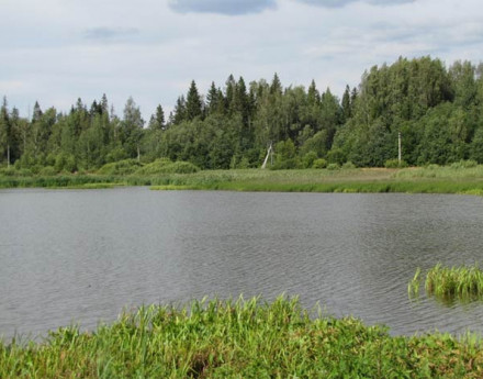 Природа в поселке Жемчужина