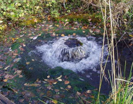 Окрестности поселка Коняшино парк