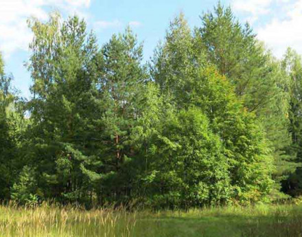 Дачный поселок Терентьево