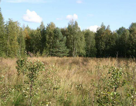 Коттеждный поселок Лесная опушка