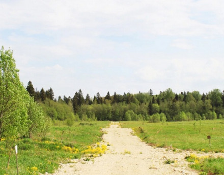 Дачный поселок Лисички