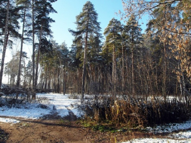 Поселок Ново-Богородский