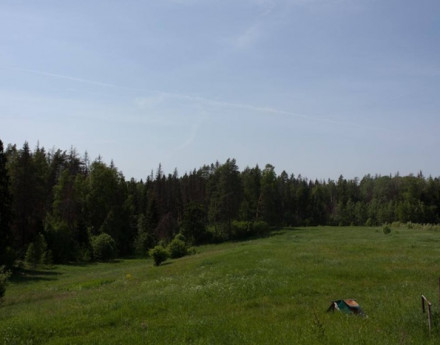 Виды ФорестСэнс