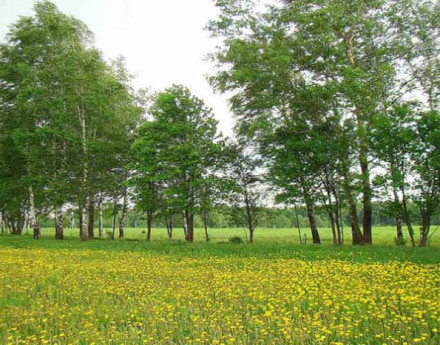 Коттеджный поселок Рижская Роза