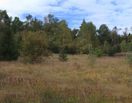 Riga Forest поселок Лесницыно на Новорижском шоссе
